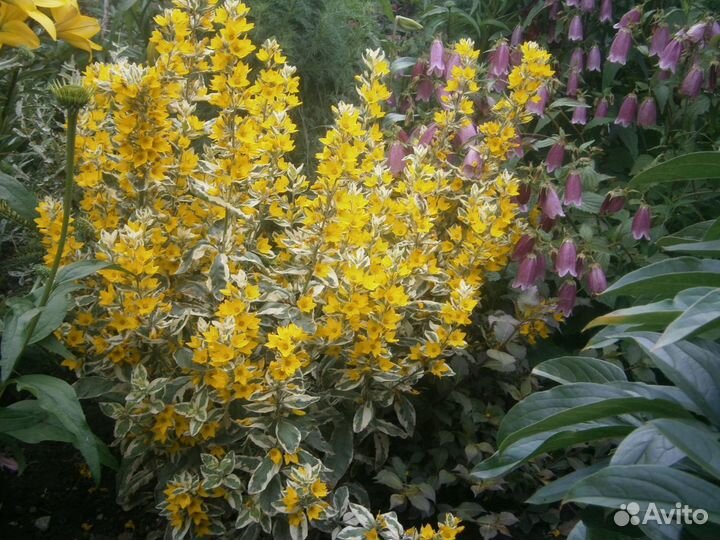 Садовые многолетники