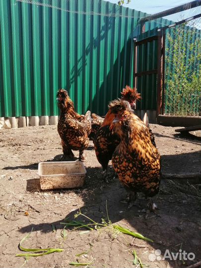 Семьи породных кур