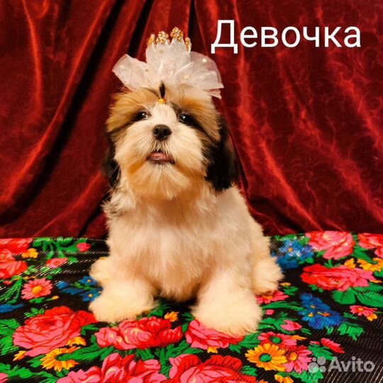 Очаровашки щенки ши-тцу