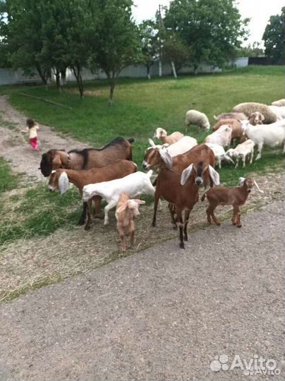 Бараны и козы