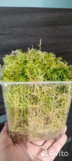 Мох сфагнум живой