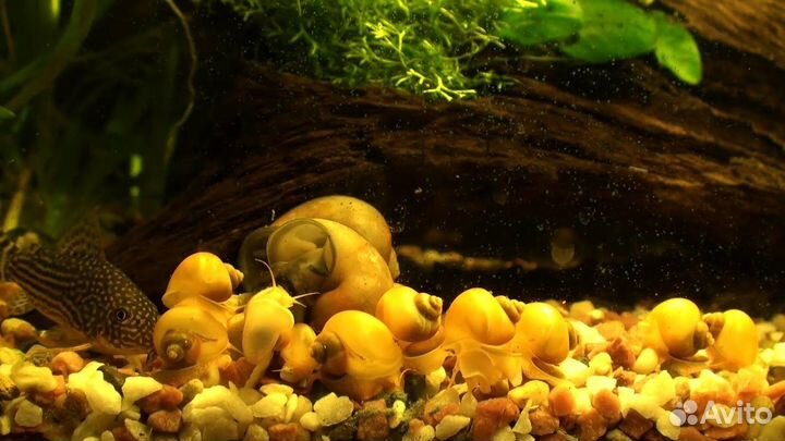 Ампулярии желтые