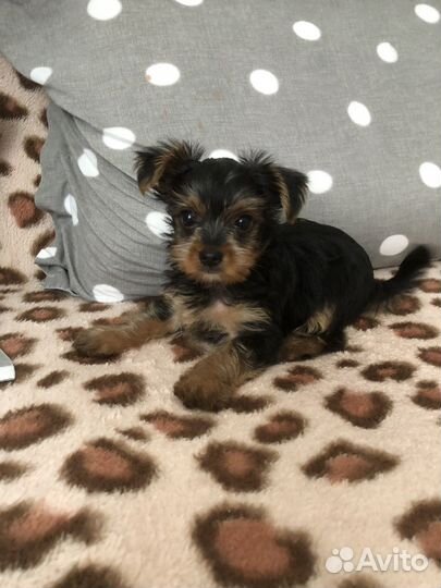 Йоркширский терьер мини