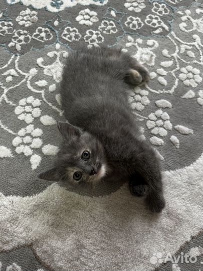 Котенок девочка