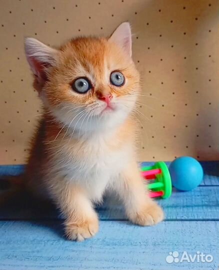 Золотые шотландские котята