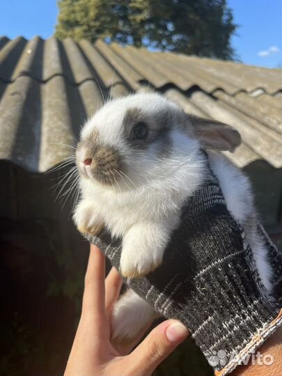 Кролики породы фландр