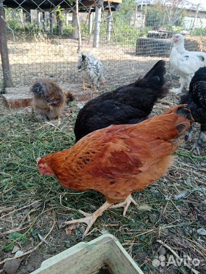 Цыплята подрощеные