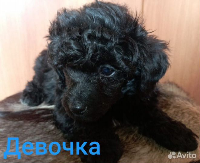 Щенки карликового пуделя