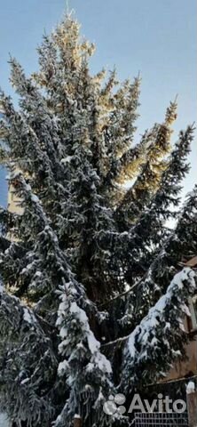 Ель живая большая