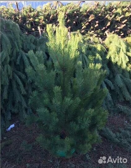 Новогодняя Ель Елка оптом