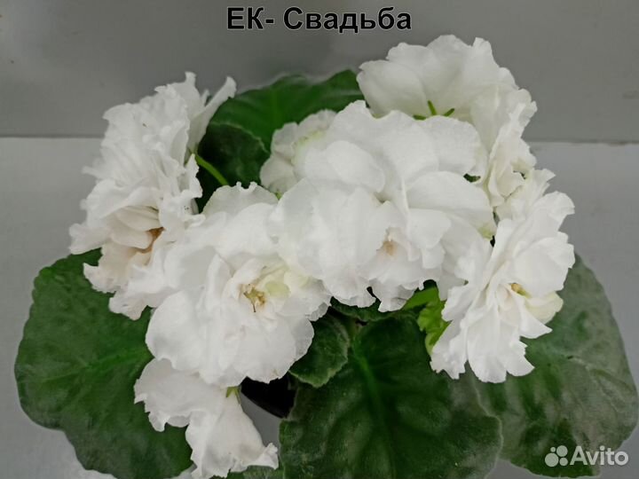 Цветущие фиалки