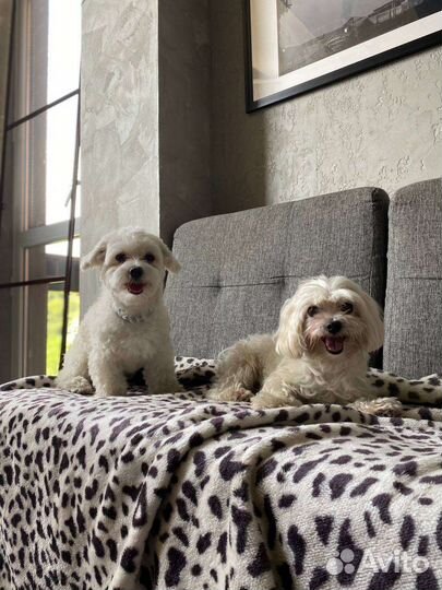 Передержка собак мелких пород