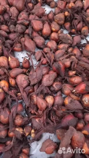 Луковицы безвременника