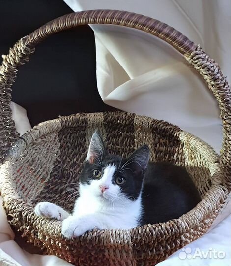 Очень ласковый котенок ищет дом в дар бесплатно