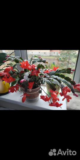 Отводки цветка Декабрист шлюмбергера сортовые