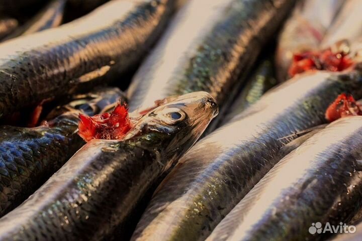 Продается готовый бизнес магазин свежей рыбы