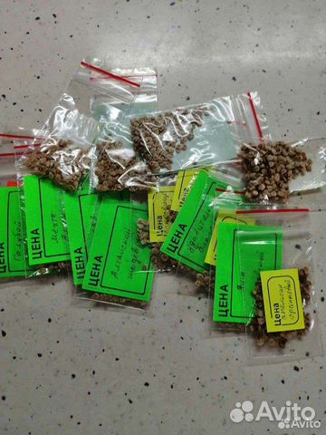 Семена томатов