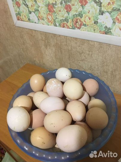 Яйца куриные домашние