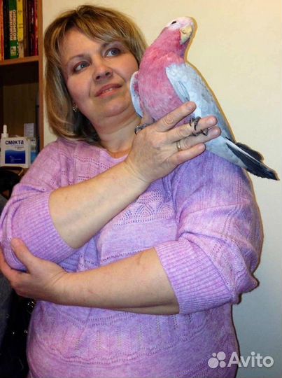 Розовые какаду