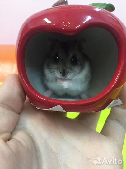 Джунгарский хомяк