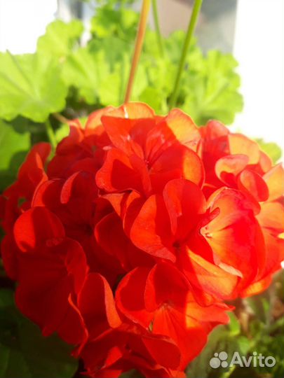 Пеларгония герань