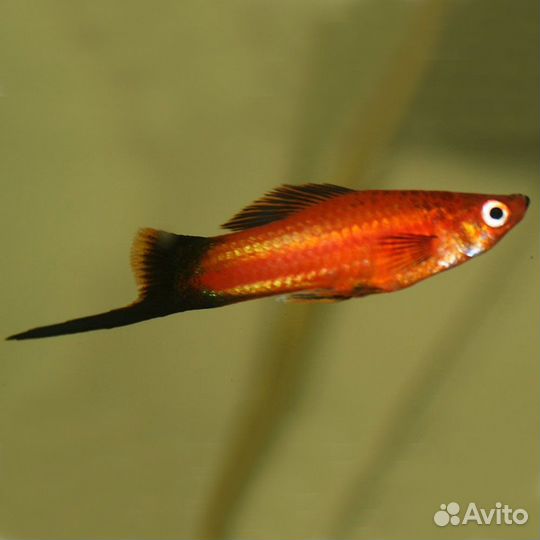 Меченосец берлинский (Red Wagtail Swordtail)