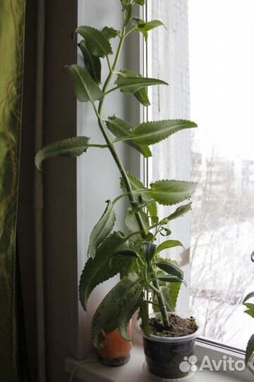 Каланхоэ лечебное