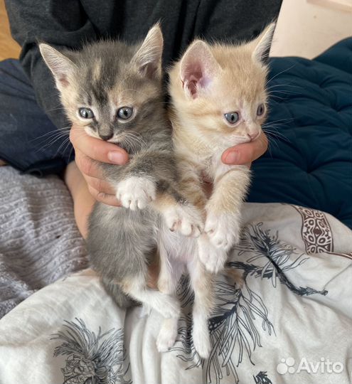 Кошка в дар бесплатно