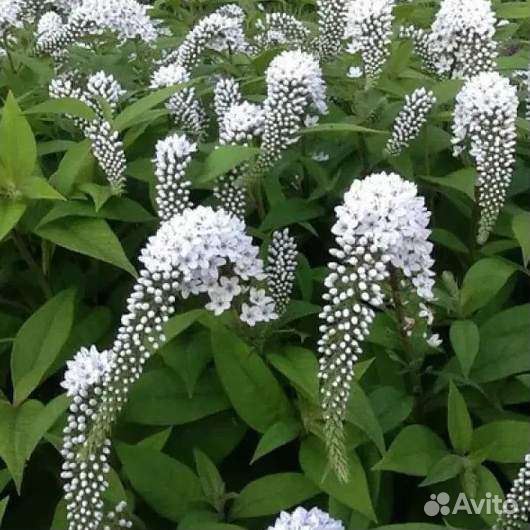 Многолетники для сада