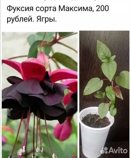 Фуксии сортовые