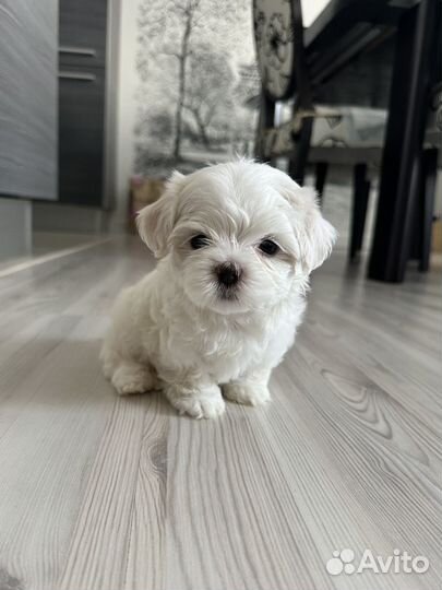 Щенки мальтезе