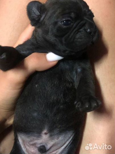 Французский бульдог щенки