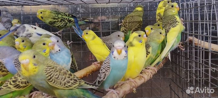 Волнистые птенцы 3мес с клеткой