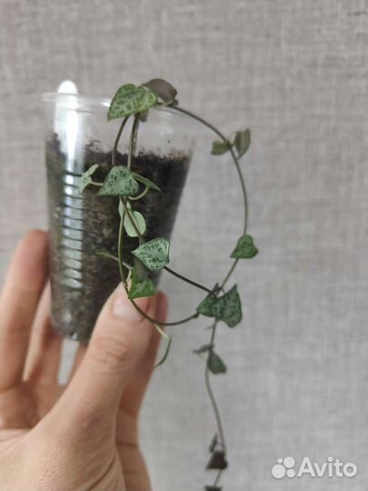 Циропегии Вуда, Дурбан, Фикус Бенджамина