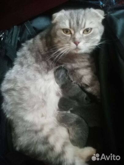 Кошка