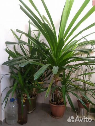 Пальма Панданус