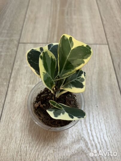 Фикусы коллекционные