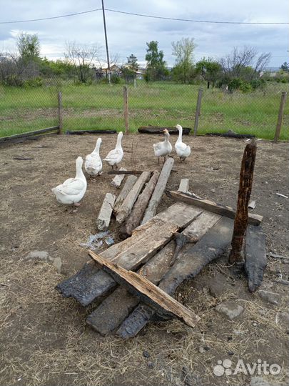 Гуси и утки, гусята