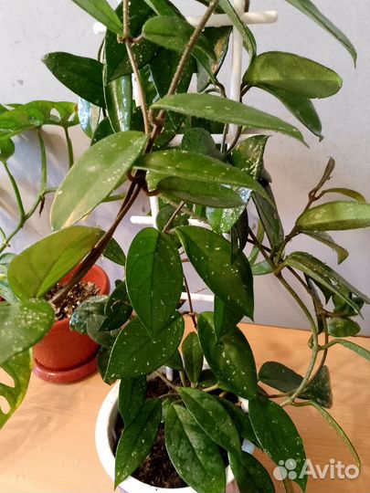 Хойя, стрелиция Николая, монстера манки