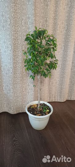 Фикус бенджамина