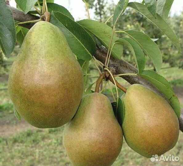 Груша сорт Просто Мария