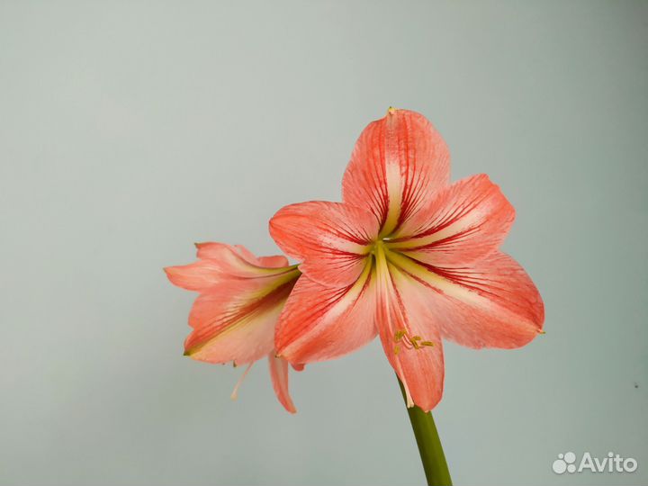 Зефирантес, гиппеаструм, валлота