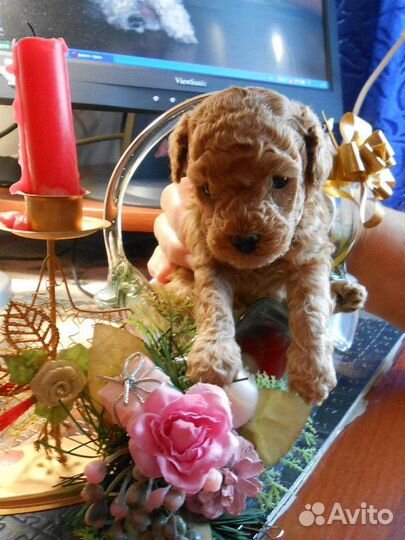 Щенки карликового пуделя