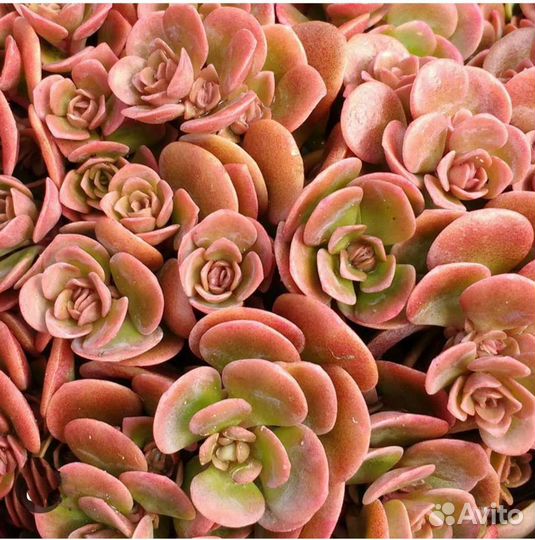 Суккуленты 1000 видов. Каллизия все виды