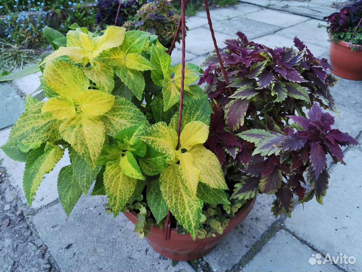 Колеусы вегетативные