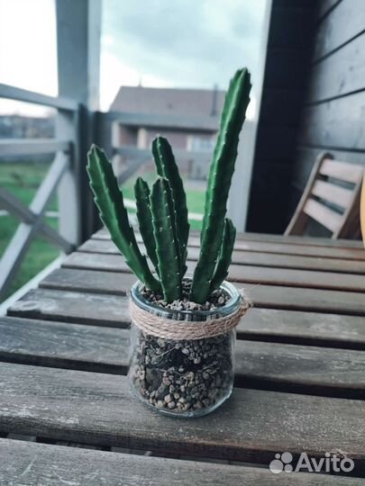 Стапелия. Суккуленты. Кактусы