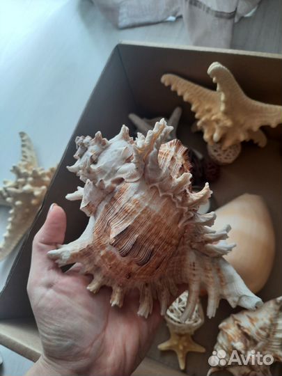 Набор морских звезд, раковин