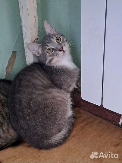 Молодой кастрированный котик