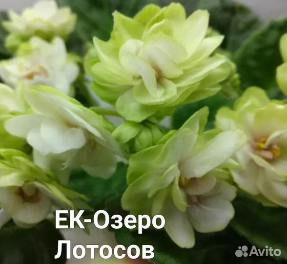 Фиалки сортовые