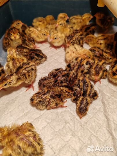 Перепела, инкубационное яйцо